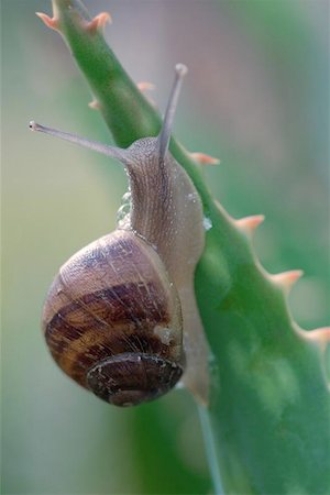 secretion - A snail climbing a spikey aloe plant.  The snail is able to move on very sharp pointed needles,razors and vines without being injured because its mucus secretion helps to protect its body. The foot, which is mostly muscle tissue, is the main source of propulsion for the snail. The pedal gland at front end of the foot secretes a thin mucus for the snail to move along.  You can see some of this mucu Foto de stock - Super Valor sin royalties y Suscripción, Código: 400-04970808