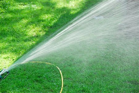 Sprinkler watering lawn Stock Photo - Budget Royalty-Free & Subscription, Code: 400-04970937