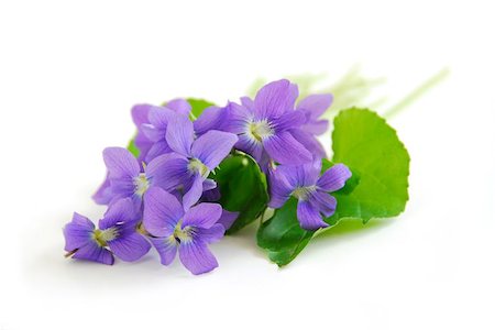 Wild spring violets on white background Stock Photo - Budget Royalty-Free & Subscription, Code: 400-04970938