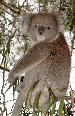 simsearch:400-04274699,k - This Koala is a wild koala, which visited our back garden in the Adelaide hills during a birthday celebration. Stock Photo - Budget Royalty-Free & Subscription, Code: 400-04970982