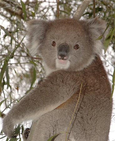 simsearch:400-04274699,k - This is a closer look at the koala which visited our back yard in Stirling, South Australia Stock Photo - Budget Royalty-Free & Subscription, Code: 400-04970983