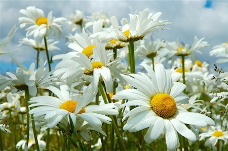 felinda (artist) - a field of bright daisies Photographie de stock - Aubaine LD & Abonnement, Code: 400-04971182