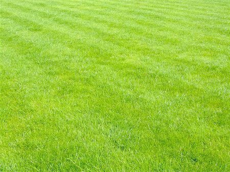 simple grass pattern - New football grass with lines of scythe Stock Photo - Budget Royalty-Free & Subscription, Code: 400-04971295