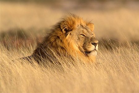 simsearch:400-06132797,k - Portrait of a big male lion lying in the grass, Etosha National Park, Namibia Photographie de stock - Aubaine LD & Abonnement, Code: 400-04971571