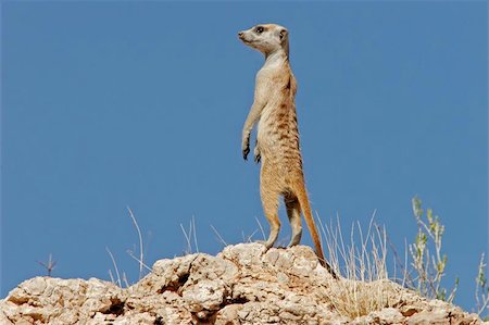 sentinel - Alert suricate (meerkat) on the lookout, Kalahari, South Africa Photographie de stock - Aubaine LD & Abonnement, Code: 400-04971587