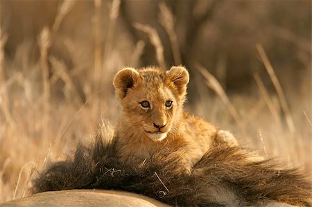 simsearch:400-04974281,k - Lion cub climbing on the head of his father, South Africa Stock Photo - Budget Royalty-Free & Subscription, Code: 400-04971601