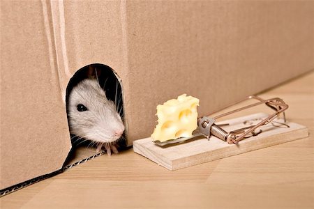 rat, mousetrap and cheese Photographie de stock - Aubaine LD & Abonnement, Code: 400-04971725