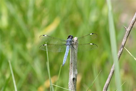 A  beautiful blue dragonfly resting on a branch by a stream. Fotografie stock - Microstock e Abbonamento, Codice: 400-04971793