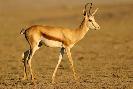 simsearch:400-04974511,k - A Springbok antelope, Kalahari, South Africa Stock Photo - Budget Royalty-Free & Subscription, Code: 400-04971826