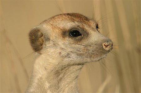 simsearch:400-04879400,k - Portrait of a suricate (meerkat), Kalahari, South Africa Stock Photo - Budget Royalty-Free & Subscription, Code: 400-04971827