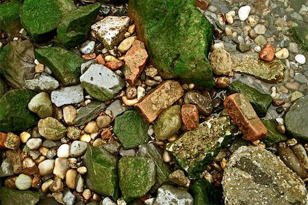 Green algae, red bricks and stones on a shore line. Stock Photo - Budget Royalty-Free & Subscription, Code: 400-04972079