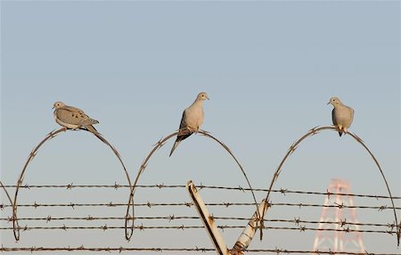 sparky2000 (artist) - Three morning doves perch on a coiled stretch of razor wire. Photographie de stock - Aubaine LD & Abonnement, Code: 400-04972172