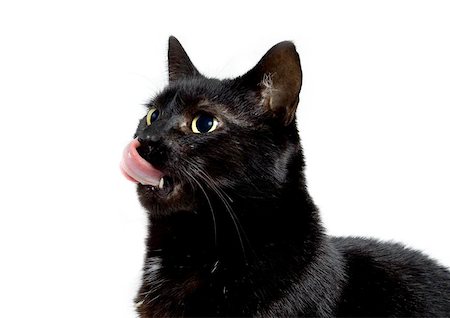 My black cat Stock Photo - Budget Royalty-Free & Subscription, Code: 400-04972291