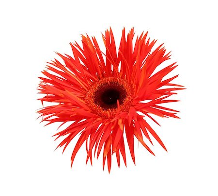 gerbera isolated Stock Photo - Budget Royalty-Free & Subscription, Code: 400-04972315