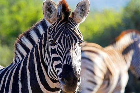 Zebra close up, with blurred zebra in background Foto de stock - Super Valor sin royalties y Suscripción, Código: 400-04972537