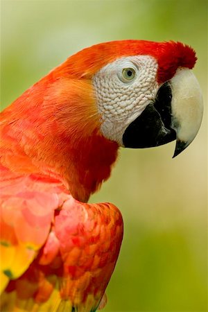 Scarlet  Macaw (Ara Macao) Photographie de stock - Aubaine LD & Abonnement, Code: 400-04972820