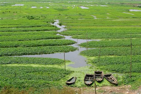 poor landscape - Four old wooden boats sunken at the edge of a flooded crop field. Stock Photo - Budget Royalty-Free & Subscription, Code: 400-04973100