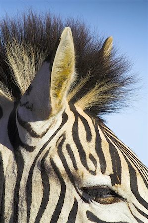 Zebra eye with hair and ears in view with blue bakcground Foto de stock - Super Valor sin royalties y Suscripción, Código: 400-04973304