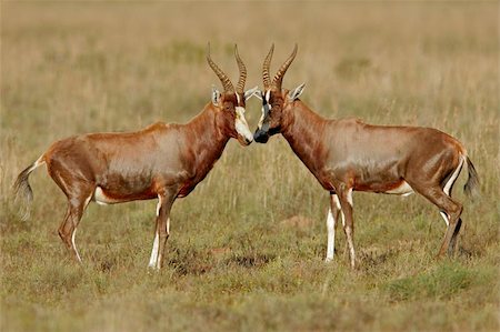 simsearch:400-04973471,k - Two interacting Blesbok antelopes, South Africa Photographie de stock - Aubaine LD & Abonnement, Code: 400-04973471