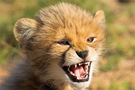 stalker - Cheetah cub snarling and bearing teeth Stockbilder - Microstock & Abonnement, Bildnummer: 400-04973472