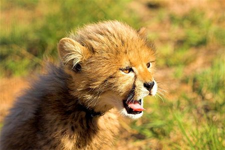 simsearch:700-00019402,k - Cheetah Cub Yawning Photographie de stock - Aubaine LD & Abonnement, Code: 400-04973529