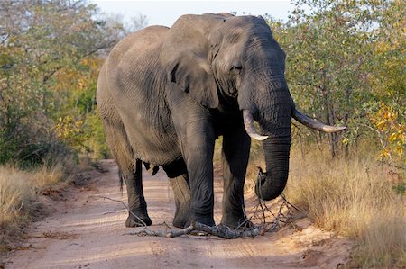 Large African bull elephant (Loxodonta africana), Kruger National Park, South Africa Stock Photo - Budget Royalty-Free & Subscription, Code: 400-04984027
