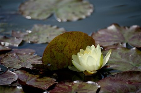 simsearch:400-04017981,k - Beautiful light yellow waterlily in pond Photographie de stock - Aubaine LD & Abonnement, Code: 400-04984098