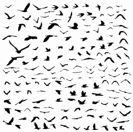 flying bird shape - lot of birds flying; silhouette style illustration Stock Photo - Budget Royalty-Free & Subscription, Code: 400-04984140