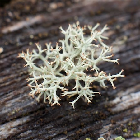 Reindeer moss photographed with strong increase Stock Photo - Budget Royalty-Free & Subscription, Code: 400-04984227