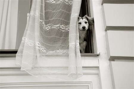 Funky dog looking from the window Photographie de stock - Aubaine LD & Abonnement, Code: 400-04984240