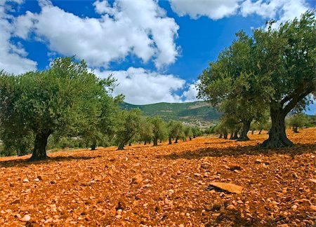 anciant  olive grove in the Galilee, Israel Photographie de stock - Aubaine LD & Abonnement, Code: 400-04984303