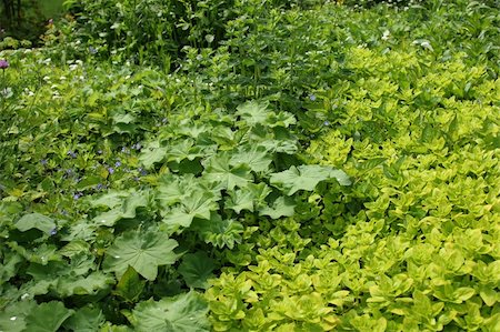 Herb garden in summer with golden marjoram, oregano,  ladies mantle and chives. Stock Photo - Budget Royalty-Free & Subscription, Code: 400-04984368