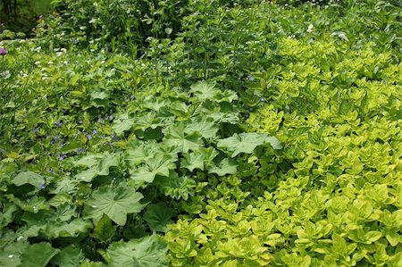 Herb garden in summer with golden marjoram, oregano,  ladies mantle and chives. Photographie de stock - Aubaine LD & Abonnement, Code: 400-04984368