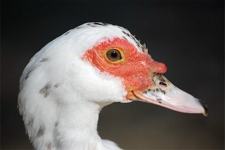 Muscovy Duck (Cairina moschata) Close Up Foto de stock - Super Valor sin royalties y Suscripción, Código: 400-04984371