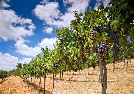shiraz - rolling vinyards in the Galilee Israel Stock Photo - Budget Royalty-Free & Subscription, Code: 400-04984580