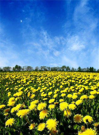 simsearch:400-07036242,k - yellow dandelion green field nature background Photographie de stock - Aubaine LD & Abonnement, Code: 400-04984960