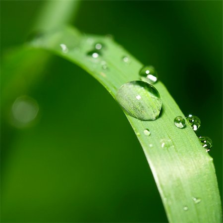 simsearch:400-04403996,k - natural waterdrop on green leaf macro Stock Photo - Budget Royalty-Free & Subscription, Code: 400-04985292