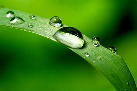 simsearch:400-04403996,k - natural waterdrop on green leaf macro Stock Photo - Budget Royalty-Free & Subscription, Code: 400-04985445
