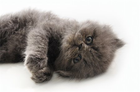 simsearch:400-04887691,k - Portrait of young little persian cat pet - isolated Foto de stock - Super Valor sin royalties y Suscripción, Código: 400-04985695