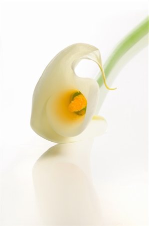 Detail of calla lily isolated over white background with reflection Photographie de stock - Aubaine LD & Abonnement, Code: 400-04985696