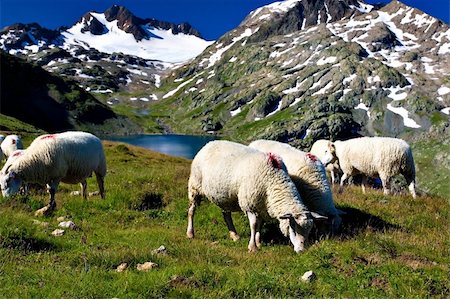 amazing views of Alp mountains during summer Foto de stock - Super Valor sin royalties y Suscripción, Código: 400-04985736