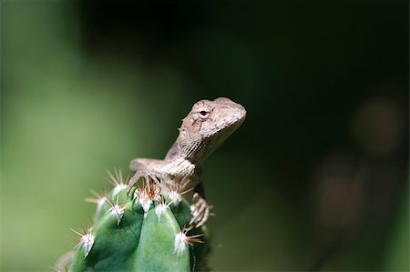 Chameleon….(tree lizard) on cactus ..ouch!! Stock Photo - Budget Royalty-Free & Subscription, Code: 400-04985744