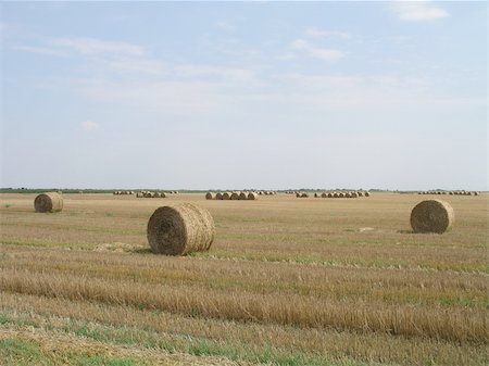 Agricultural landscape with hay bales. Stock Photo - Budget Royalty-Free & Subscription, Code: 400-04985912