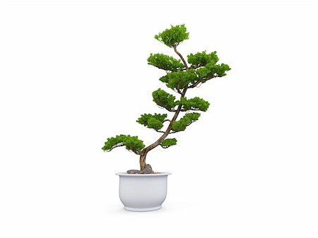 small tree with pot on a white background Stock Photo - Budget Royalty-Free & Subscription, Code: 400-04985952