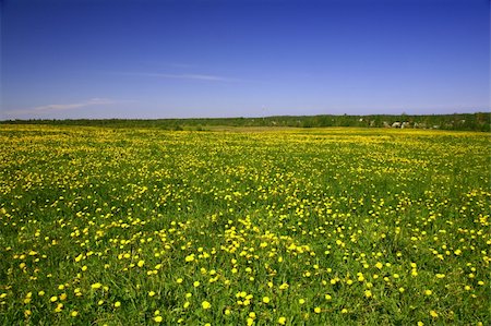 simsearch:400-07036242,k - dandelion landscape under blue sky Photographie de stock - Aubaine LD & Abonnement, Code: 400-04986190