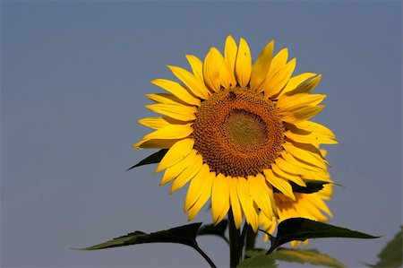 simsearch:400-05682398,k - Sunflowers against the blue sky Stock Photo - Budget Royalty-Free & Subscription, Code: 400-04986423