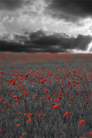 poppies on the horizon - Black and white scene with red poppies Stock Photo - Budget Royalty-Free & Subscription, Code: 400-04986550