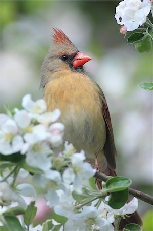 simsearch:400-04085919,k - Female Northern Cardinal (cardinalis cardinalis) in an Apple Tree with blossoms Foto de stock - Super Valor sin royalties y Suscripción, Código: 400-04986739