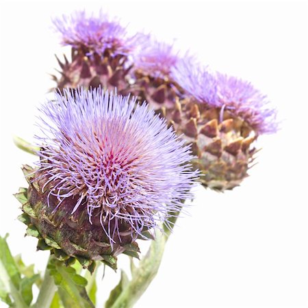 purple artichoke - Blooms of Cynara cardunculus, Cardoon Artichoke Thistle Photographie de stock - Aubaine LD & Abonnement, Code: 400-04987067