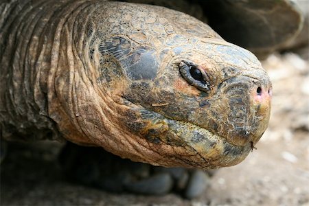 darwin - Giant Galapagos Tortoise on Santa Cruz Island, Ecuador Photographie de stock - Aubaine LD & Abonnement, Code: 400-04987086